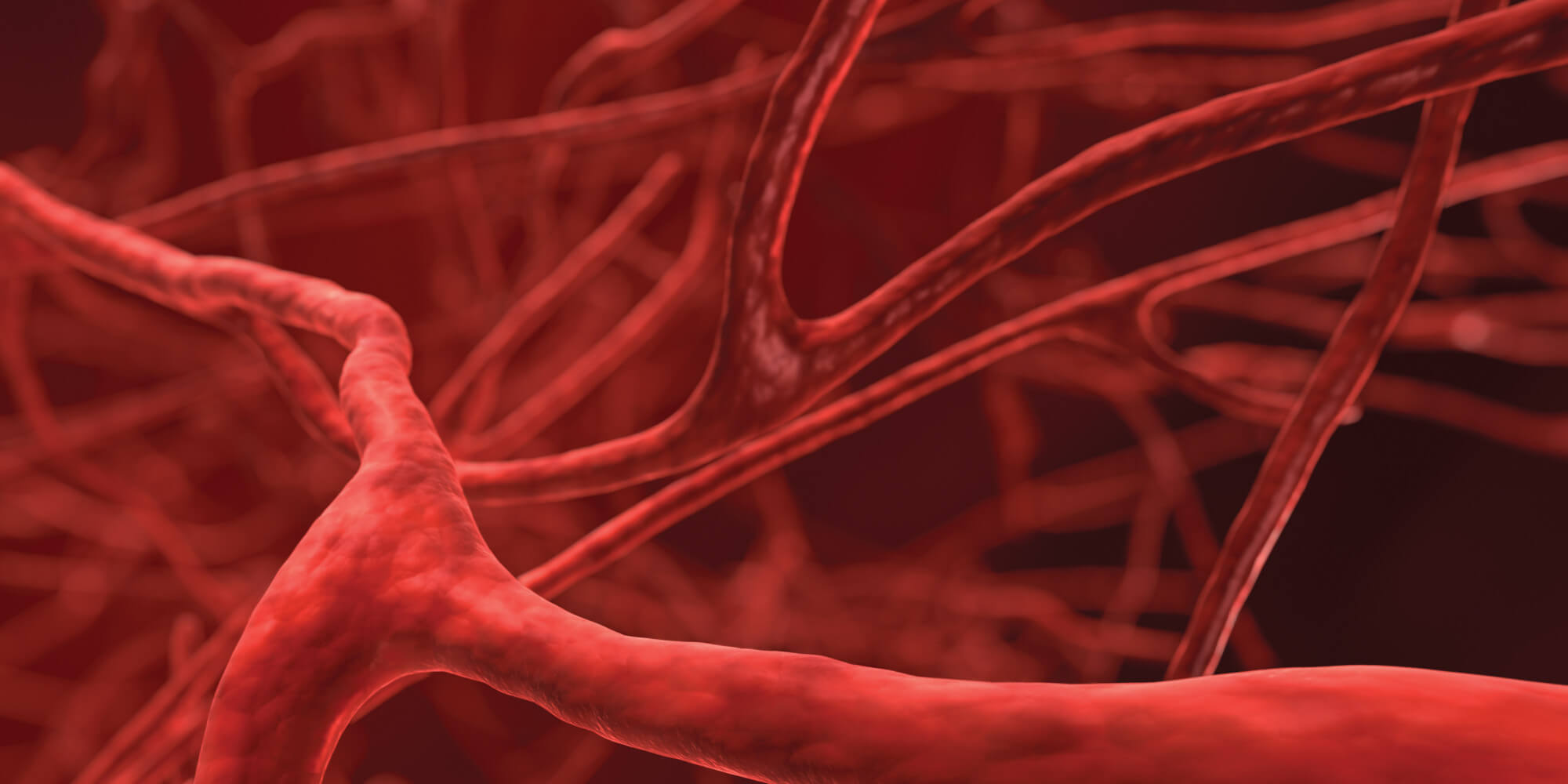 blood-vessel-banner.jpg