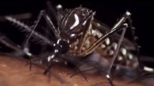 Ταξιδιωτική οδηγία για τον ιό Zika (του ΚΕΕΛΠΝΟ)   