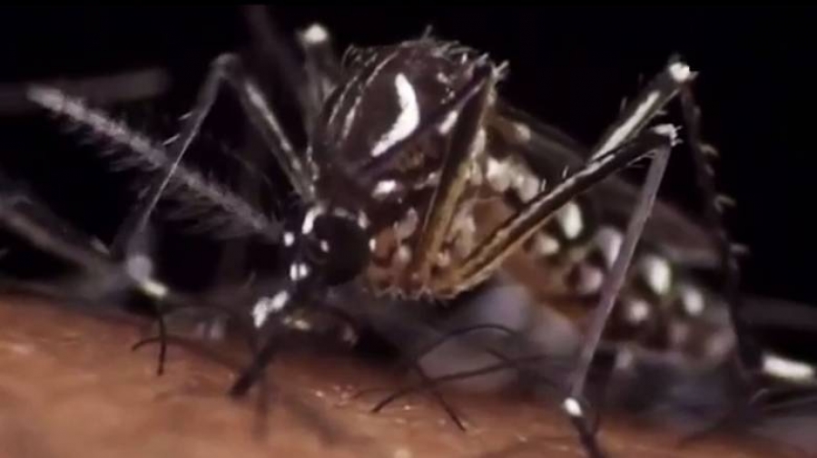 Ταξιδιωτική οδηγία για τον ιό Zika (του ΚΕΕΛΠΝΟ)   